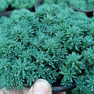 薄雪万年草阳台好养绿植小盆栽花卉中华景天铺面草多肉路兮小农民