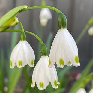 路兮小农民 进口雪片莲盆栽雪滴花白色小铃铛多年生半阴根球花卉