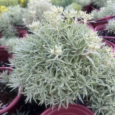 佛甲草金叶银边多年生宿根