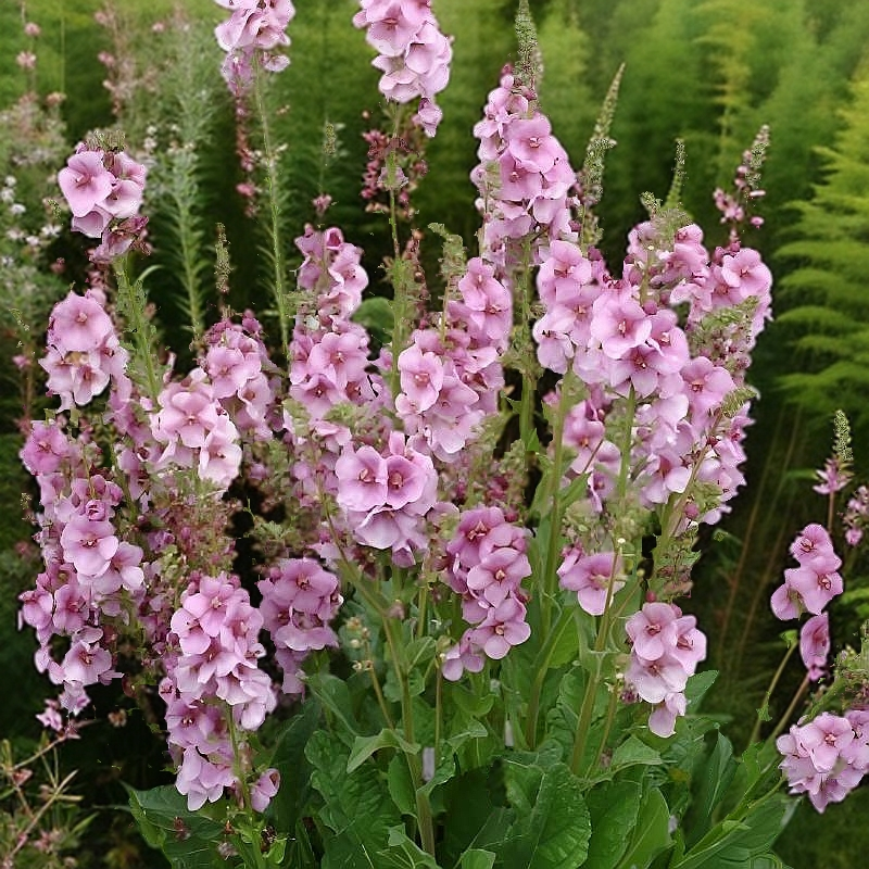 路兮小农民进口毛蕊花品种盆栽系列花卉花园植物宿根花苗切花耐热