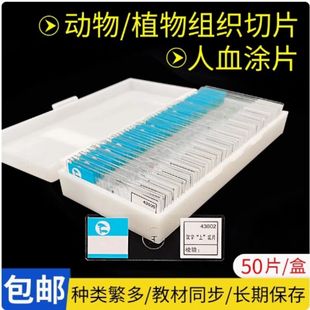 生物切片人血涂片 叶片横切 植物根尖纵切 迎春叶横切 青霉装片