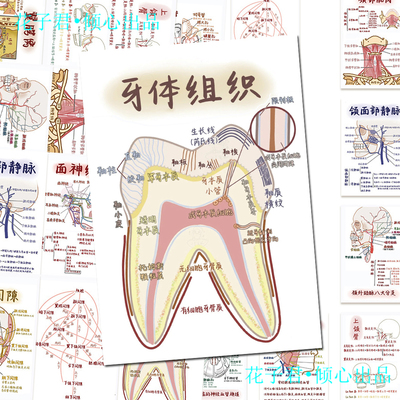 牙科医用口腔知识点贴纸口腔知识贴纸口腔医学生学习笔记牙体神经解剖生理学牙科学习牙科医学自粘贴画2026