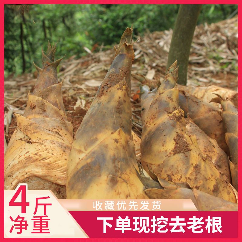 2025竹笋新鲜带壳鲜甜脆笋绿竹笋现挖优质好马蹄笋嫩笋饭店批发