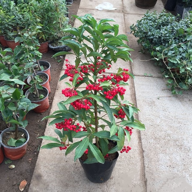 富贵籽 红凉伞 黄金万两室内盆栽富贵子四季带果耐寒