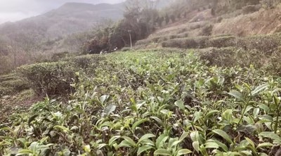 汕尾海丰莲花山绿茶农产品特产绿茶农家茶