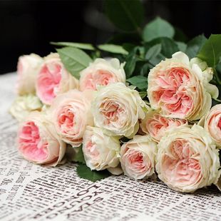 欧月门廊绒球月季花苗盆栽灌木勤花耐热阳台庭院大花爬藤四季开花