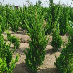 龙柏小苗 龙柏树苗 小龙柏 龙柏绿化工程苗围庭龙柏苗四季常青