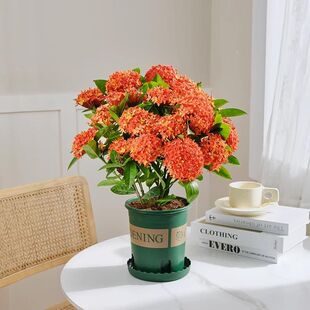 龙船花苗带花苞彩叶草盆栽绣球花庭院四季开花室内花卉好养绿植物