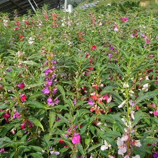 凤仙花种子新采指甲花种子混色防蛇花种籽子庭院室外阳台盆栽包邮