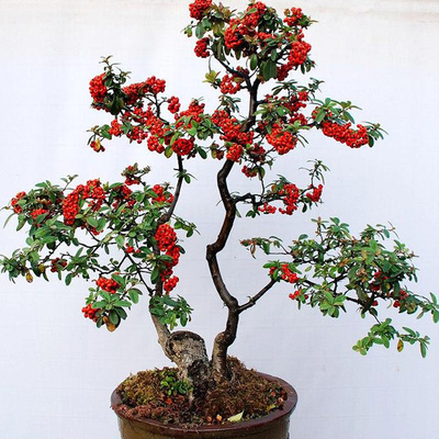 观花火棘盆栽花苗老桩满堂红办公室桌面客厅盆景好养红红火火花卉