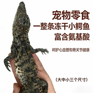 猎奇冻干小鳄鱼一整条猫咪狗狗磨牙解压零食限时买赠活动尝鲜体验