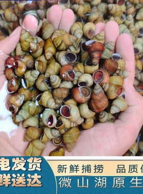 微山湖新鲜鲜活螺丝活体炒田螺泥螺包活螺蛳粉肉现捕现发包邮