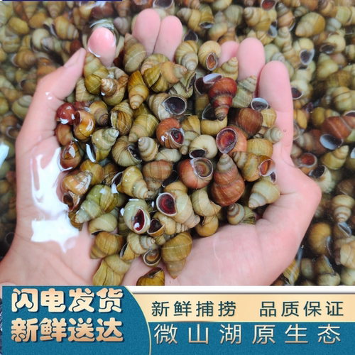 微山湖新鲜鲜活螺丝活体炒田螺泥螺包活螺蛳粉肉现捕现发包邮