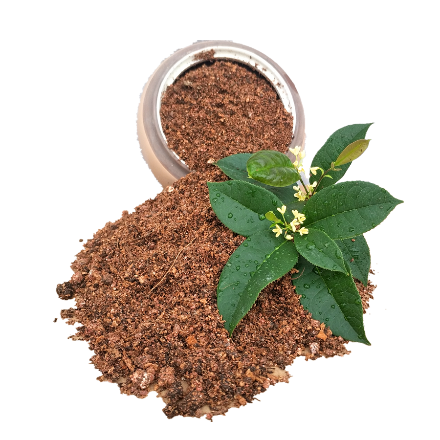 桂花土盆栽营养土土壤