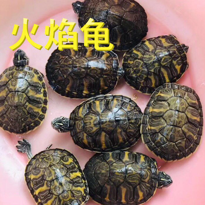 火焰龟苗头苗阿拉巴马龟彩龟深水龟黄腹红腹龟宽纹火焰宠物活体龟