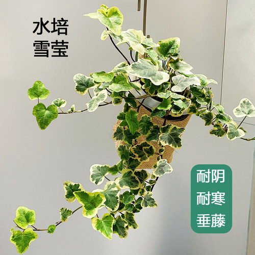 水培雪莹常春藤送女友闺蜜小盆栽室内绿植物无土栽培窗台书架观叶
