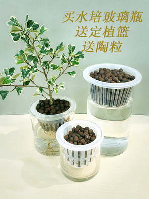 定植篮水培植物固根器皿玻璃瓶陶粒圆形无土栽培塑料加深大号小口