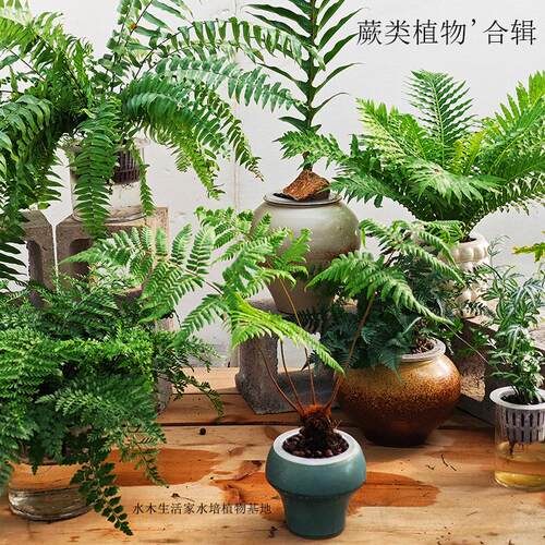 水培蕨类植物耐阴绿植卫生间茶室书房红磷蕨狼尾蕨富贵蕨冰箱盆栽