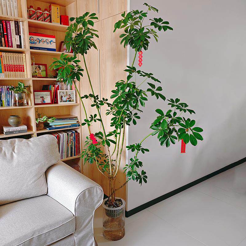 乔迁礼物水培鸭脚木植物好养绿植大型绿植/成品组合盆