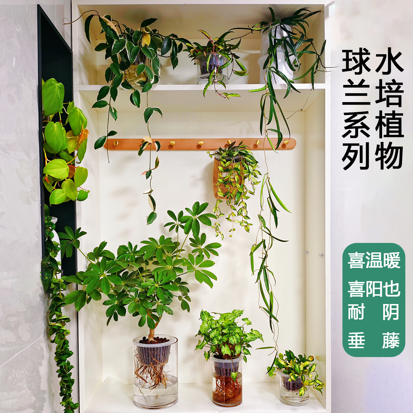 水培植物球兰系列克林顿卷叶休内三色球兰垂吊牧羊人天涯匍匐冰糖