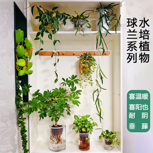 水培植物球兰系列克林顿卷叶休内三色球兰垂吊牧羊人天涯匍匐冰糖