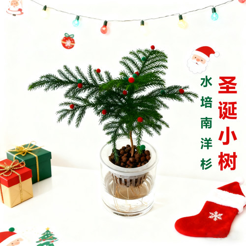 可以一直活下去的圣诞树