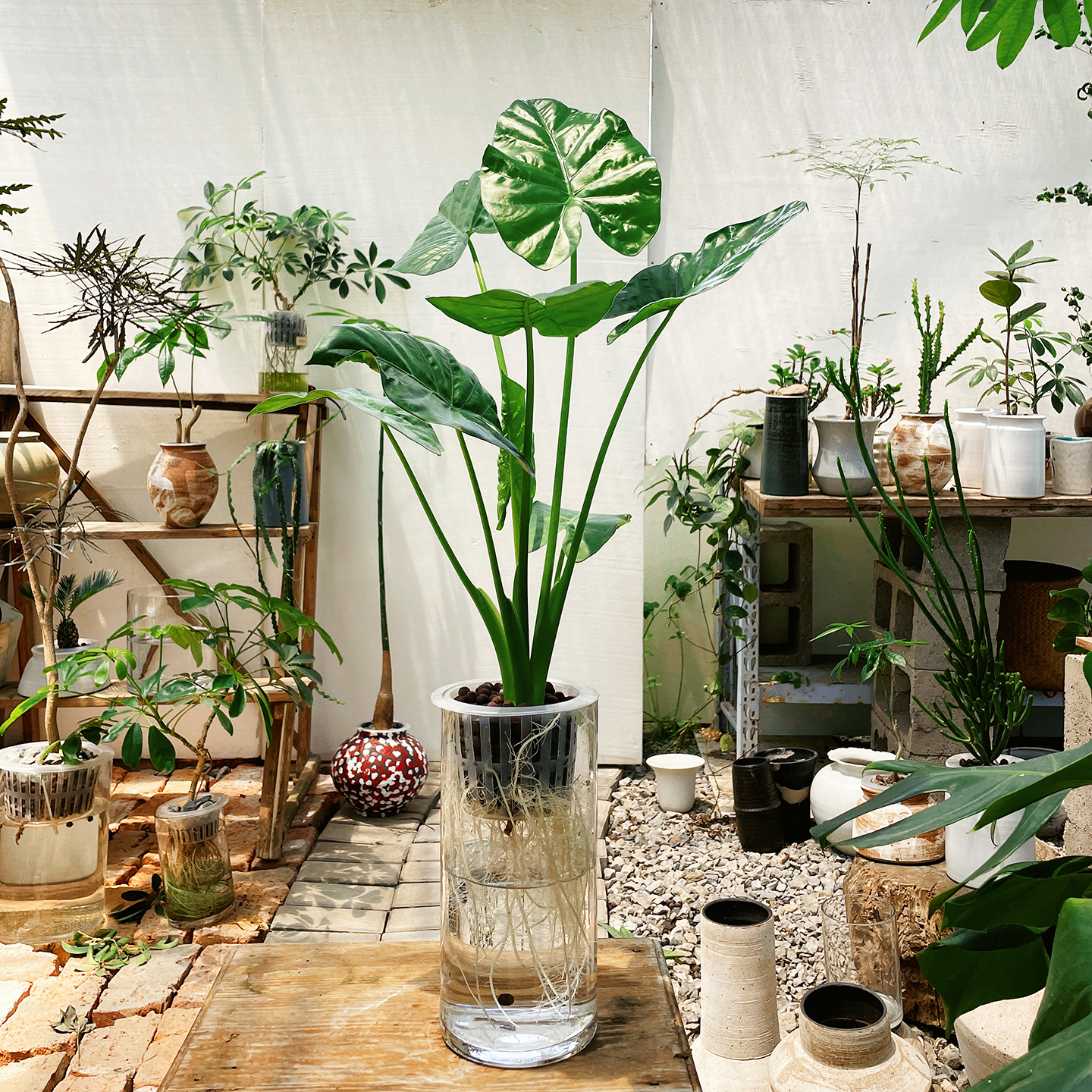 水培滴水观音绿植大叶玄关绿植客厅大型植物盆栽四季好养耐阴老桩