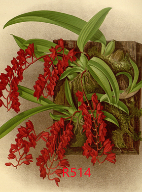 R514【英国】（John Nugent Fitch）兰花卉图片彩色版画C电子图库