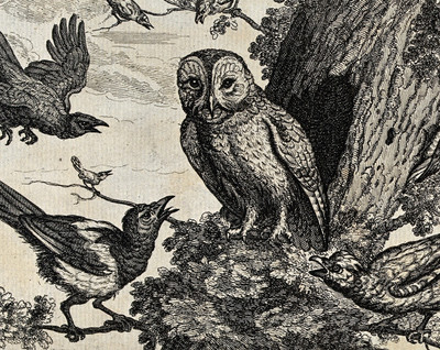 T976【英国】弗朗克斯·巴老Francis Barlow动物题材版画网传图库