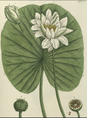 D012【英国】Elisabeth BLACKWELL 植物花卉果实版画B网传图库.