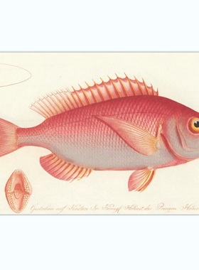 A936【德国】 Marcus Elieser Bloch  等鱼类图谱插图网传图库.