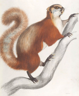 A537【英国】（Edward Lear）常见动物陆生禽鸟水生插图版画图库.