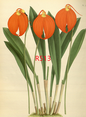 R513【英国】（John Nugent Fitch）兰花卉图片彩色版画-电子图库