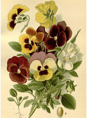 C629【英国】D. Bois 常见观赏植物、花卉版画-4美术素材电子图库