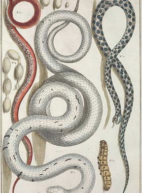 A902【荷兰】艾伯特斯·塞巴(Albertus Seba)爬行动物蛇插图图库.