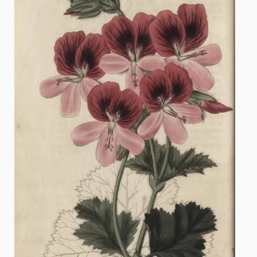 D062【英国】 Rober Sweet 天竺葵科 植物、花卉版画 -2电子图库.
