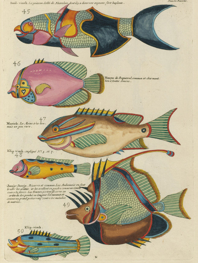 C689【荷兰】 Louis Renard 艺术化的印度洋鱼、蟹、虾版画图库,商务/设计服务,设计素材/源文件,淘宝优惠券,粉丝福利购,淘宝优惠卷