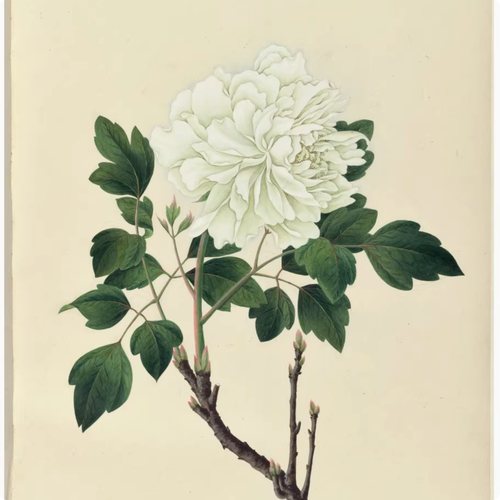 YC020【中国】佚名 John Reeves 辑中国植物花卉水彩画电子图库.