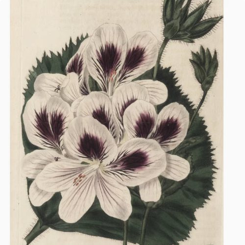 D063【英国】 Rober Sweet 天竺葵科 植物、花卉版画 -3电子图库.