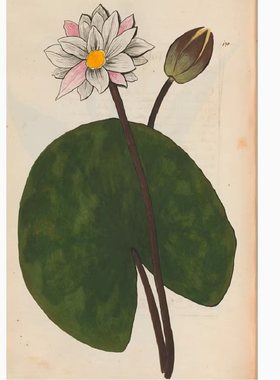 A603【法国】Pierre Savary 植物花卉水彩、版画V03网传电子图库.