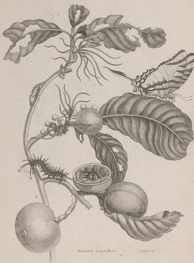 C624【瑞士】 Maria Sibylla Merian 花卉蛾毛虫蝴蝶单色版画图.