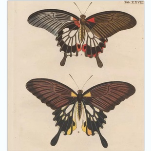 C196【德国】Eugen Johann Christoph Esper 欧洲蝴蝶电子图库.