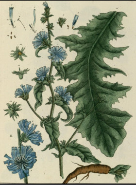 D011【英国】Elisabeth BLACKWELL 植物花卉果实版画A网传图库.