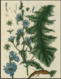 D011【英国】Elisabeth BLACKWELL 植物花卉果实版画A网传图库.