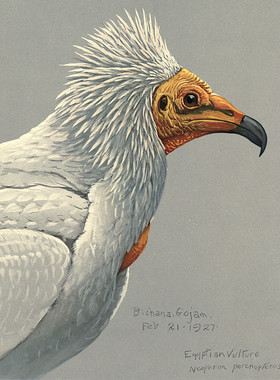 C109【美国】Louis Agassiz Fuertes 鸟类和哺乳动物插图版画图库