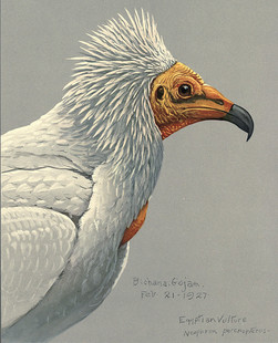 C109【美国】Louis Agassiz Fuertes 鸟类和哺乳动物插图版画图库