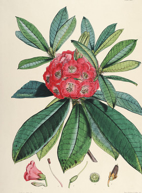 E241【英国】Joseph Dalton Hooker 喜马拉雅山脉杜鹃花版画图库