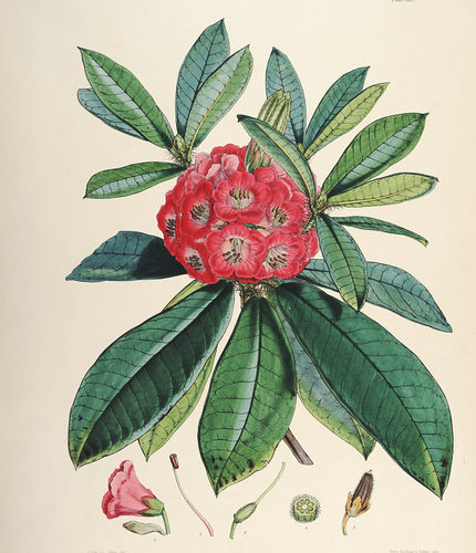 E241【英国】Joseph Dalton Hooker 喜马拉雅山脉杜鹃花版画图库