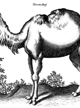 YC683【瑞士】马特乌斯·梅里安（Matthaus Merian）版画插图图