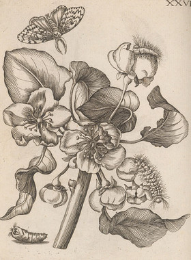 C622【瑞士】Maria Sibylla Merian 花卉蛾蛹毛虫单色版画图库.